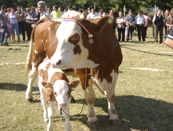 baltata-romaneasca-vaca