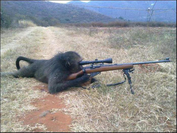 monkey-sniper-2