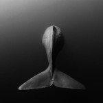 52 – balena singuratică